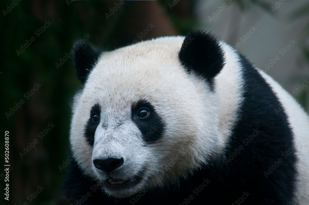 Giant panda baby (ailuropoda melanoleuca) Giant panda baby (ailuropoda melanoleuca)