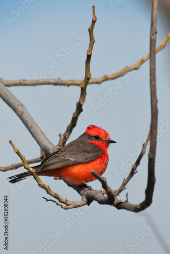 Mexico, Baja California Sur, Vermillion flycatcher (pyrocephalus rubinus) photo