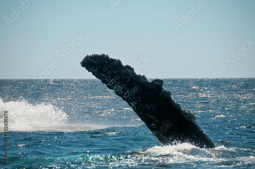 Mexico, Baja California Sur, Cabo Pulmo National Marine Park, fin of humpback whale (megaptera novaeangliae) photo
