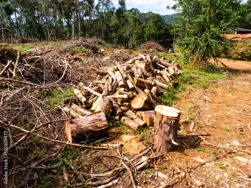 A pile of logs and stumps, denoting an area devasted by deforestation