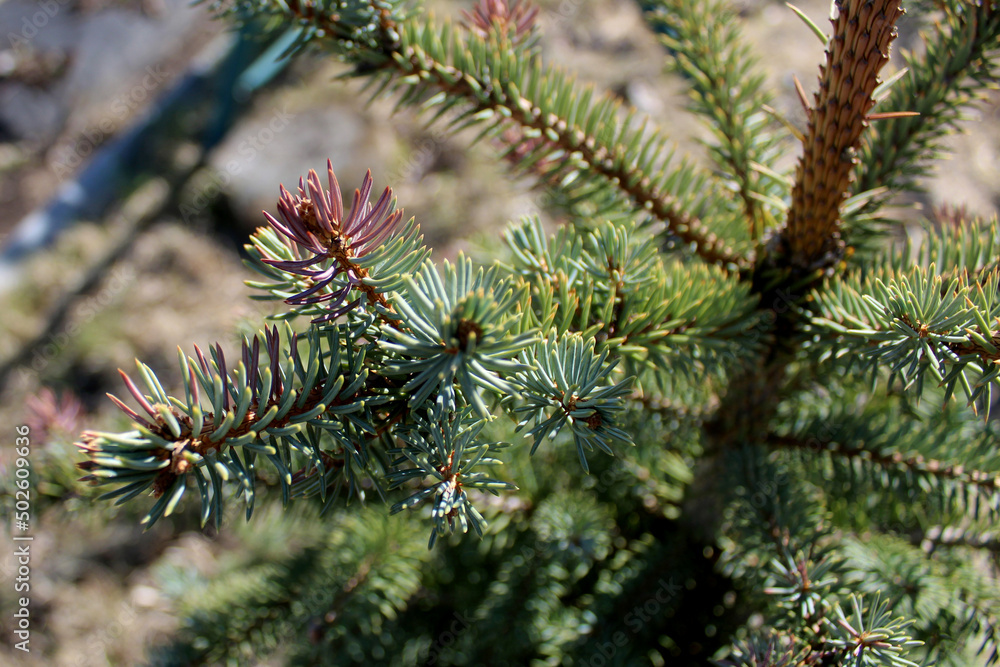 Fir tree branch. Close-up photo of needles of evergreen coniferous tree Fir tree branch. Close-up photo of needles of evergreen coniferous tree