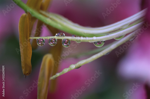 Close-up of water droplets on a Stargazer lily