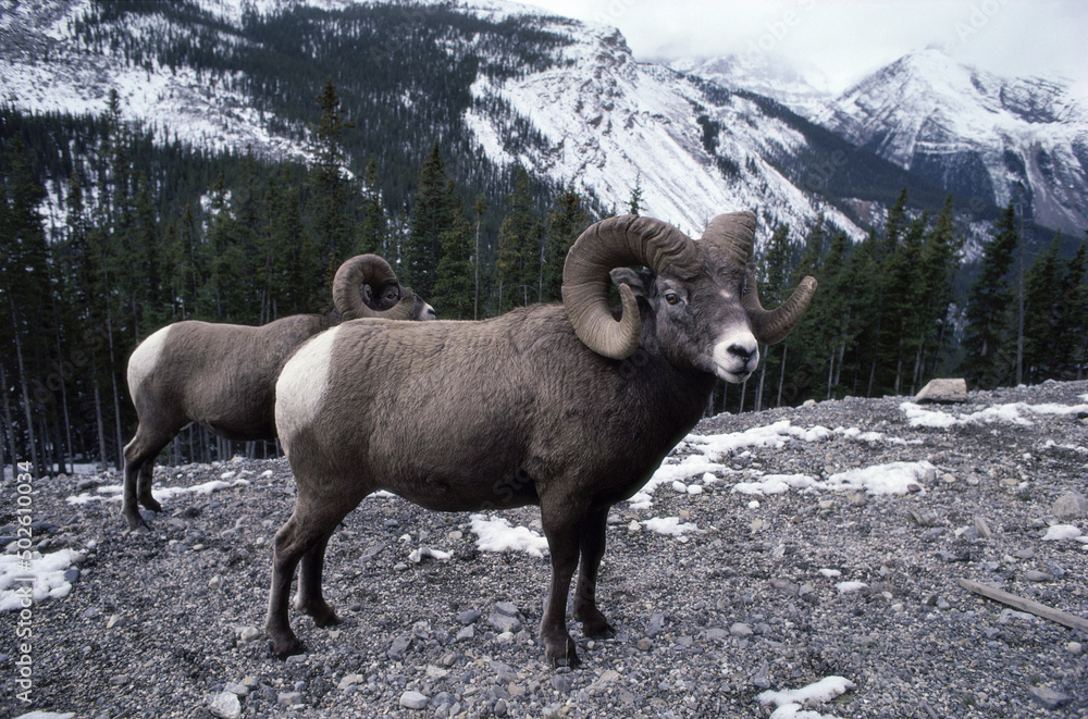 Two Bighorn Sheep, Jasper National Park, Alberta, Canada Two Bighorn Sheep, Jasper National Park, Alberta, Canada