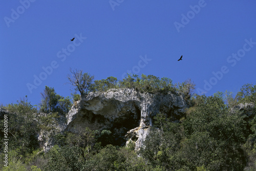 Vultures flying in the sky, Cuba