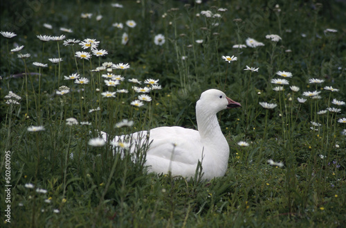 Goose on grass