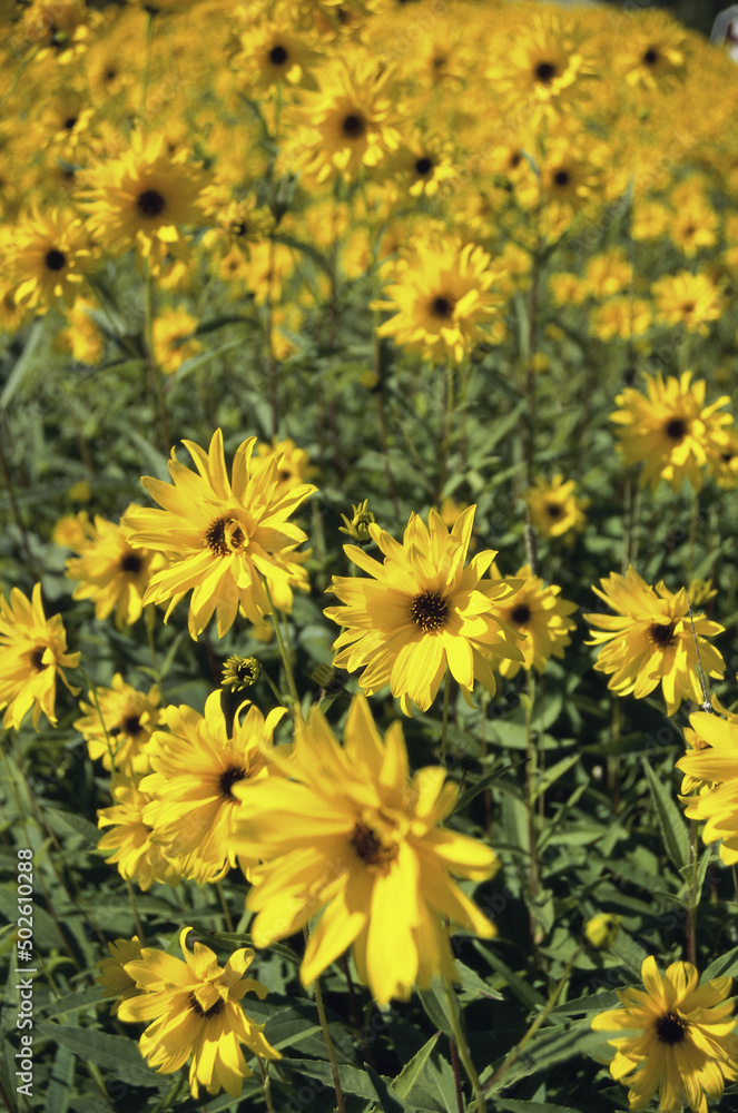Black-Eyed Susans in a field (Rudbeckia hirta) Black-Eyed Susans in a field (Rudbeckia hirta)