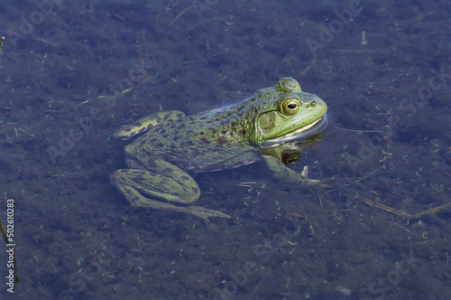 Bullfrog in water (Rana Catesbeiana)