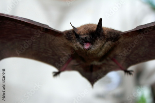 Canada, Nova Scotia, Liverpool, Little brown bat (Myotis lucifugus) in flight photo