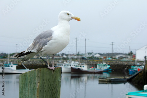 Canada, Nova Scotia, Cape Sable, Herring gull on wharf