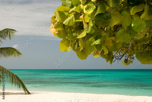 Palm tree on the beach, Dos Mosquises Islands, Los Roques National Park, Los Roques, Venezuela