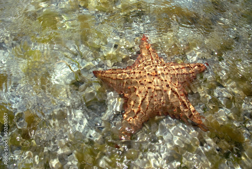 Starfish underwater, Los Roques National Park, Los Roques, Venezuela