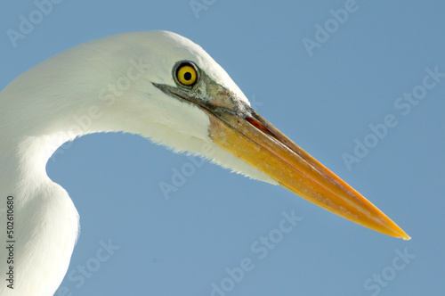 Low angle view of a Heron, Los Roques National Park, Los Roques, Venezuela