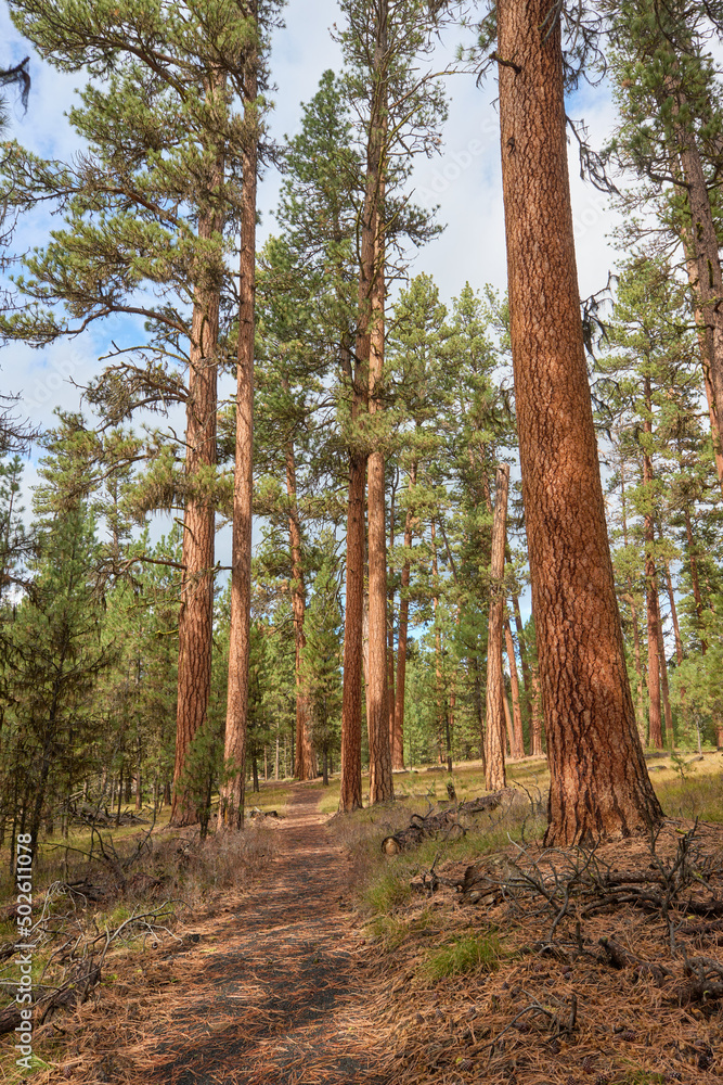 Fototapeta premium Path among the Ponderosa Pine trees in the forest in Eastern Oregon.