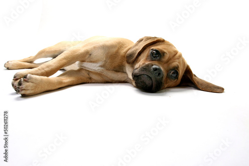 Puggle puppy resting