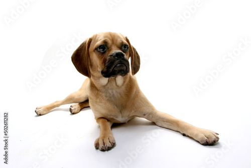 Puggle puppy resting photo