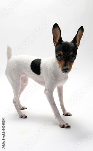 Close-up of a toy Fox Terrier photo