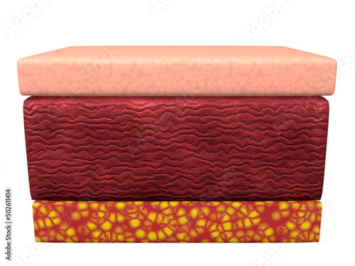 Cross section of the three layers of human skin: epidermis, dermis and hypodermis photo