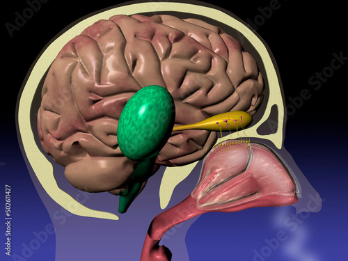 View of the human nasal passage, skull, brain, olfactory bulb, and the Limbic System (green) region of the brain photo