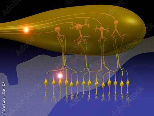 3D view of the olfactory bulb, the center of the sense of smell.