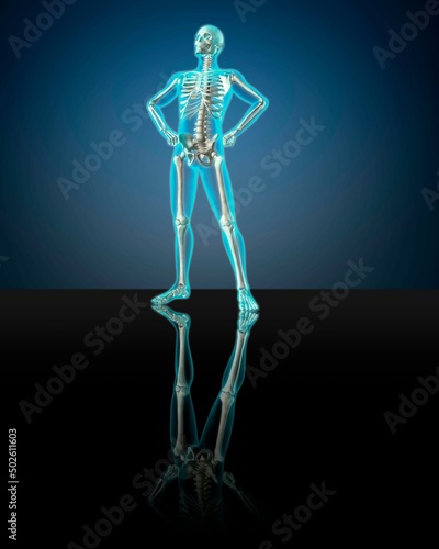 X-ray view of a human skeleton posing