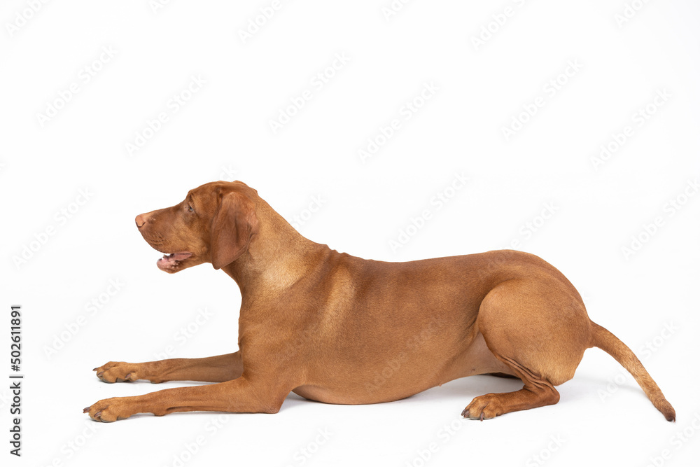 A Hungarian stallion growls with an open muzzle against a white background. A Hungarian stallion growls with an open muzzle against a white background.