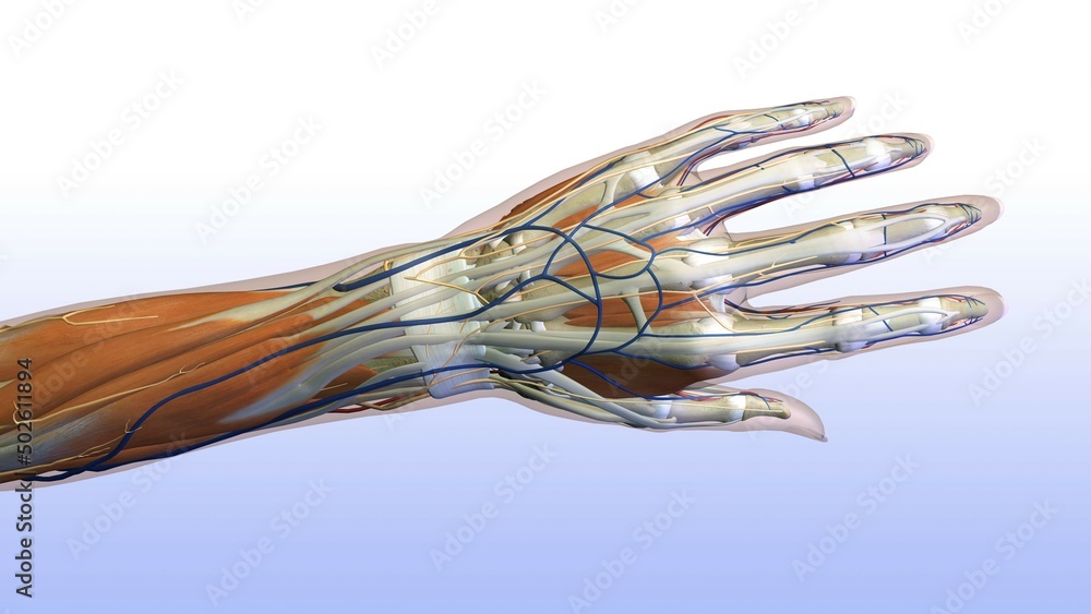 © SuperStock - Female hand and wrist anatomy, back, posterior view, Full color on light blue gradient background © SuperStock - Female hand and wrist anatomy, back, posterior view, Full color on light blue gradient background