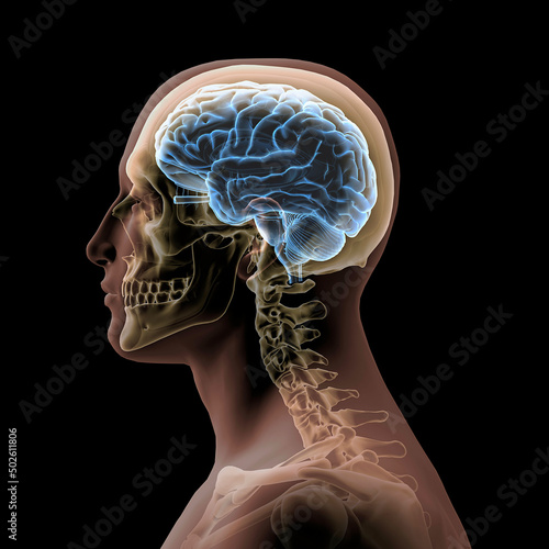 Profile of man's head and shoulders with semi-transparent skull and spine photo