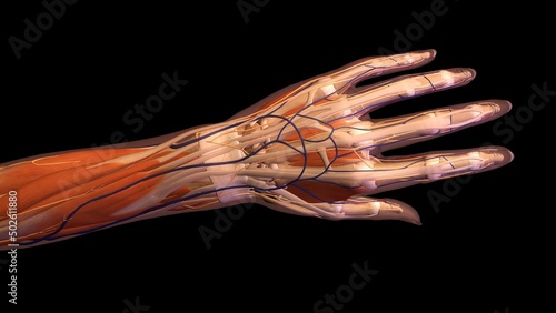 Female hand and wrist anatomy, back, posterior view, Full color on black background photo