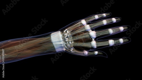 Connective tissue of female hand and wrist anatomy, Female hand and wrist anatomy, back, posterior view, Full color on black background photo