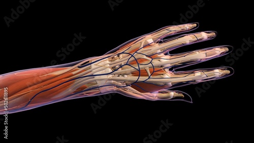 Female hand and wrist anatomy, back, posterior view, Xray outlined skin, Full color on black background photo