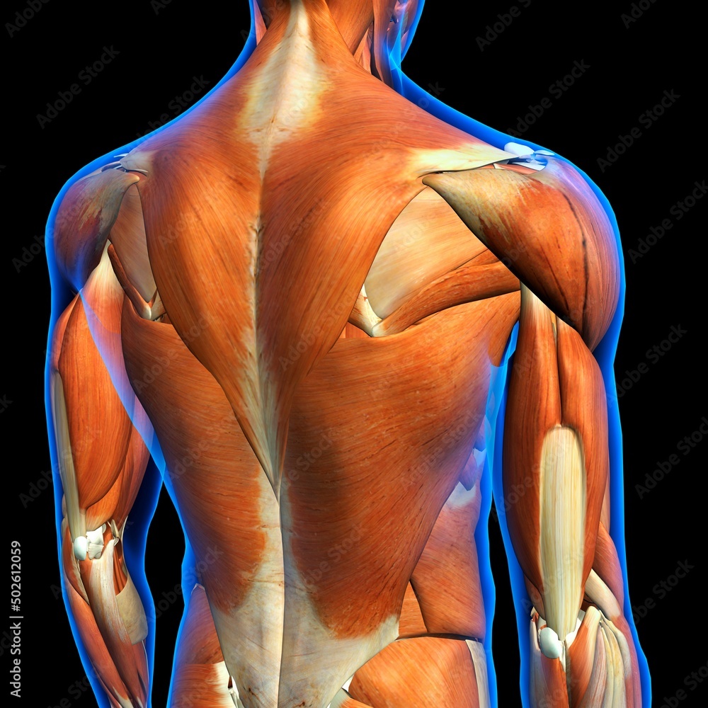 Rear View of Male upper back muscles anatomy in blue X-Ray outline ...