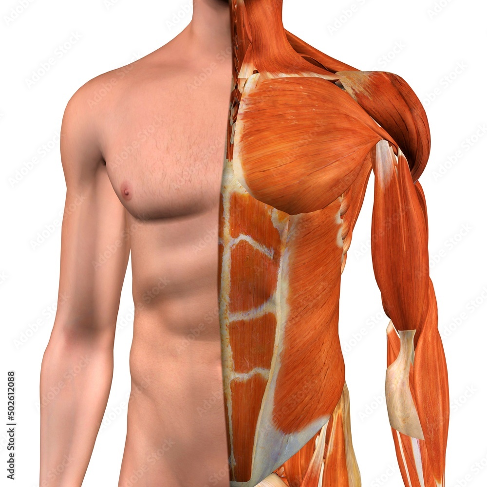 Muscles Of The Chest Abdomen Chest Anatomy Mri Chest vrogue.co