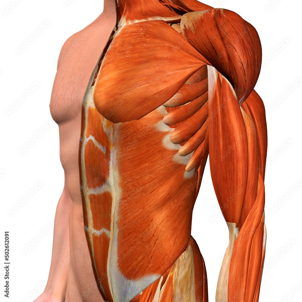 Crosssection anatomy of male chest, abdomen and groin muscles Stock