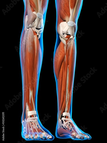 Front view of Female legs and feet muscles anatomy in blue X-Ray outline. Full Color 3D computer generated illustration on Black Background photo