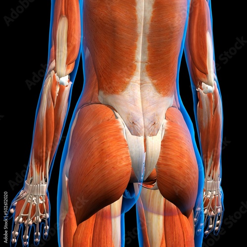 Rear View of Female lower back muscles anatomy in blue X-Ray outline. Full Color 3D computer generated illustration on Black Background photo