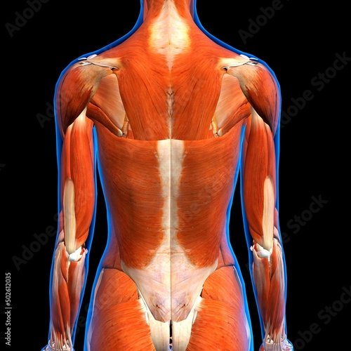 Rear View of Female back muscles anatomy in blue X-Ray outline. Full Color 3D computer generated illustration on Black Background photo