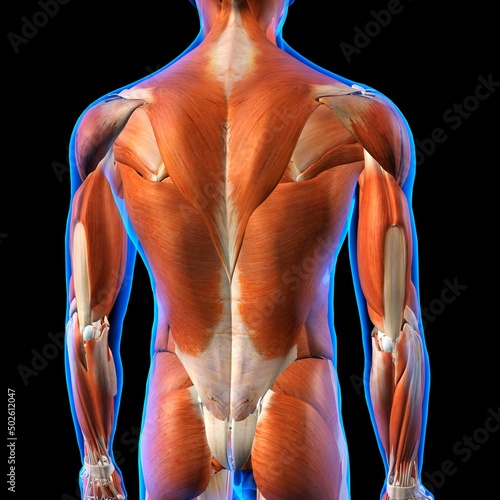 Rear View of Male back muscles anatomy in blue X-Ray outline. Full Color 3D computer generated illustration on Black Background photo