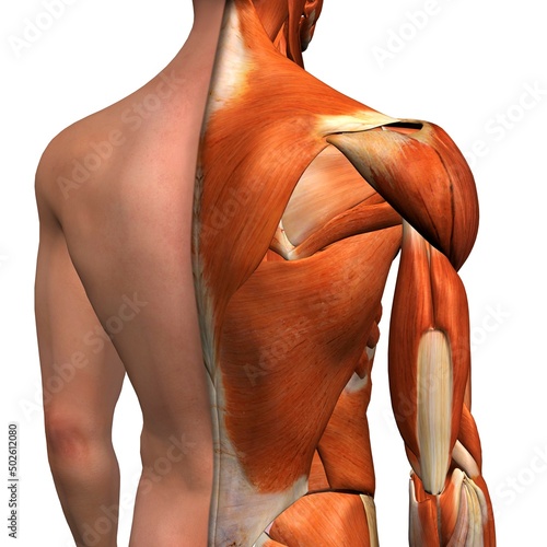 Cross-section anatomy of male shoulders and back muscles photo