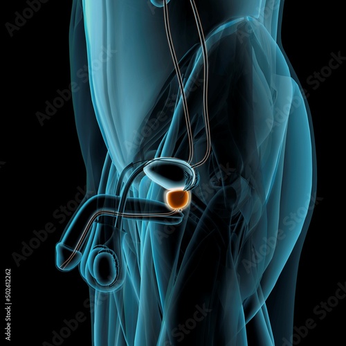 Prostate gland Xray side view, blue on black background photo