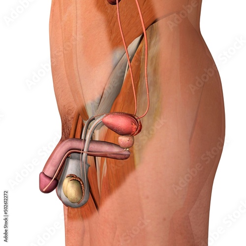 Male reproductive system, side view section white background photo