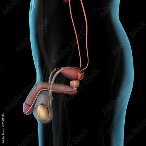 Male reproductive system, Xray side view black background photo