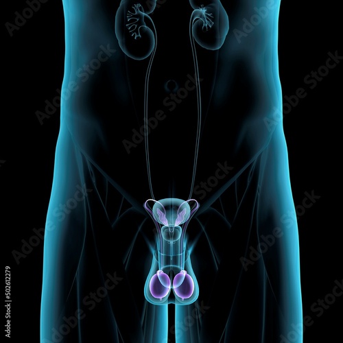 Male reproductive system, frontal xray blue on black background photo