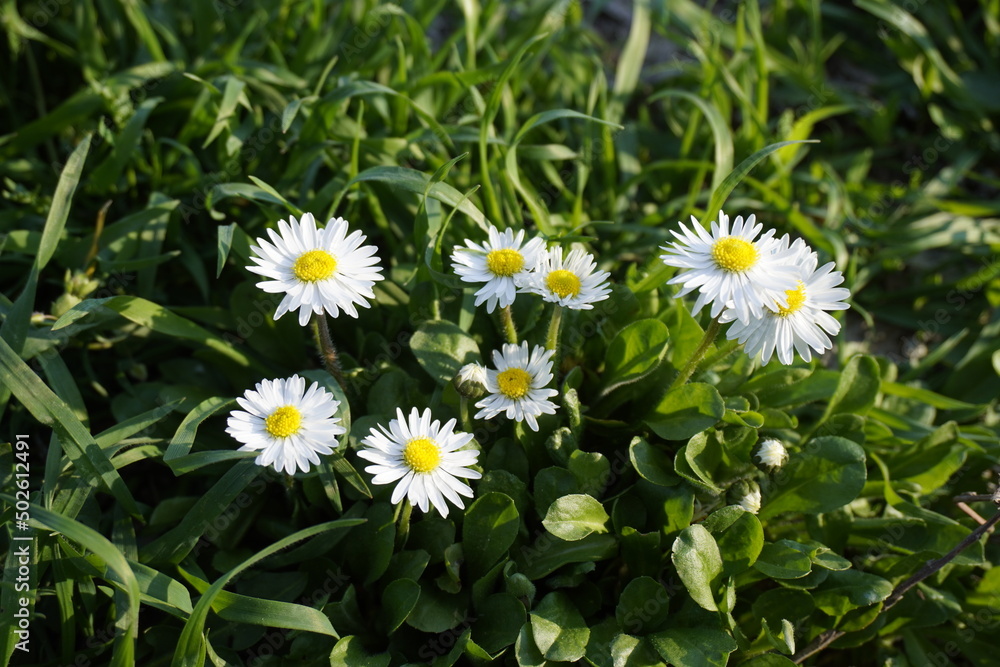 Fototapeta premium Chrysanthemum leucanthemum on garden natural