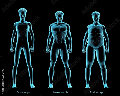 Three body types Ectomorph, Mesomorph, Endomorph, X-ray image photo