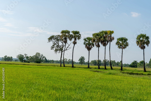 rice field and blue sky landscape. rice field on the farm.
