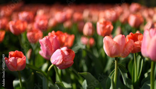 red tulips in the garden