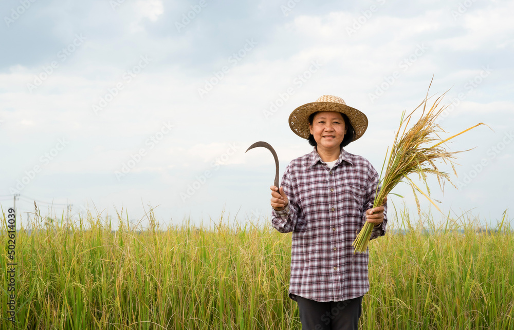 portrait senior woman in checkered shirt wear hat holding sickle with cut rice in hand, a happy farmer is harvesting in paddy field
