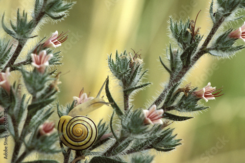 Close-up of a snail crawling on a plant
