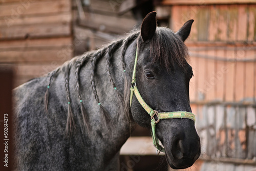 Fototapeta Naklejka Na Ścianę i Meble -  beautiful horse close-up on the pasture