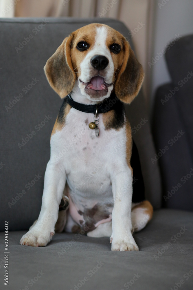 Lovely beagle puppy. Cute beagle puppy lying on the sofa.